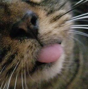 Meet your Posher, Ken